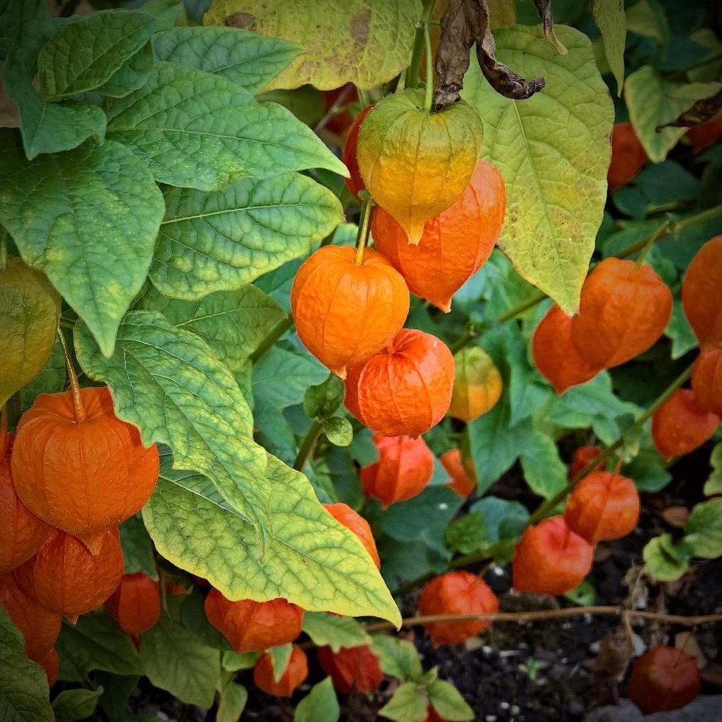 Alkekengi