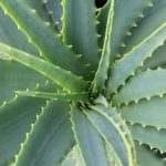 Aloe
