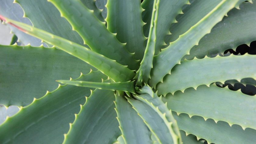 Aloe