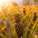 Ananas