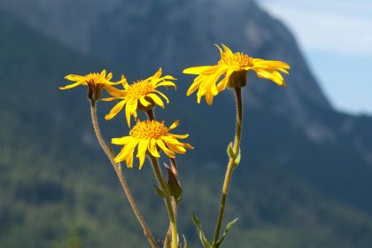 Arnica