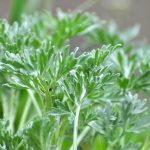 Artemisia