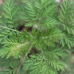 Artemisia Annua