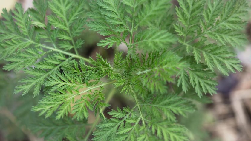 Artemisia Annua