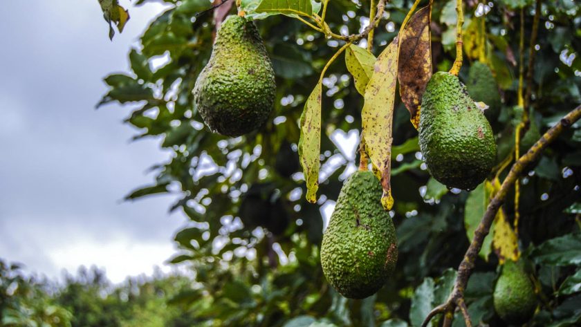 Avocado