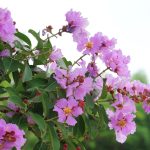 Banaba