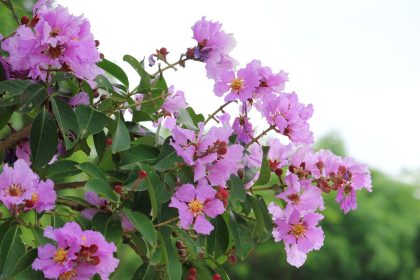 Banaba