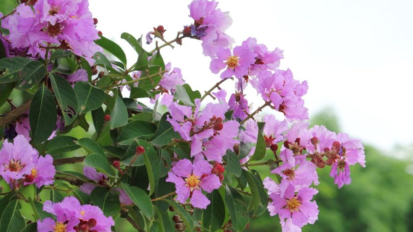Banaba