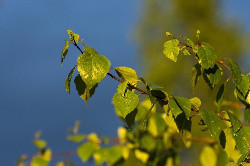 Betulla