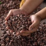 Cacao