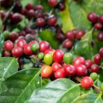 Caffè