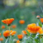Calendula