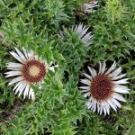 Carlina