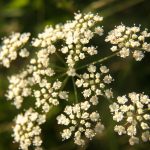 Cicuta