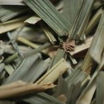 Citronella