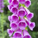 Digitale Purpurea