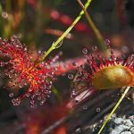 Drosera