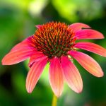 Echinacea