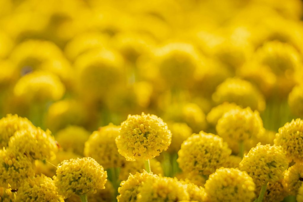 Elicriso