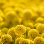 Elicriso
