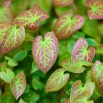 Epimedium