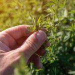 Erba Medica