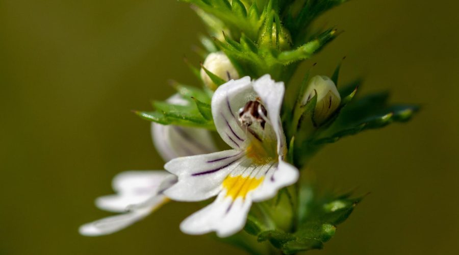 Eufrasia