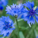 Fiordaliso