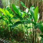 Galanga