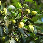 Garcinia