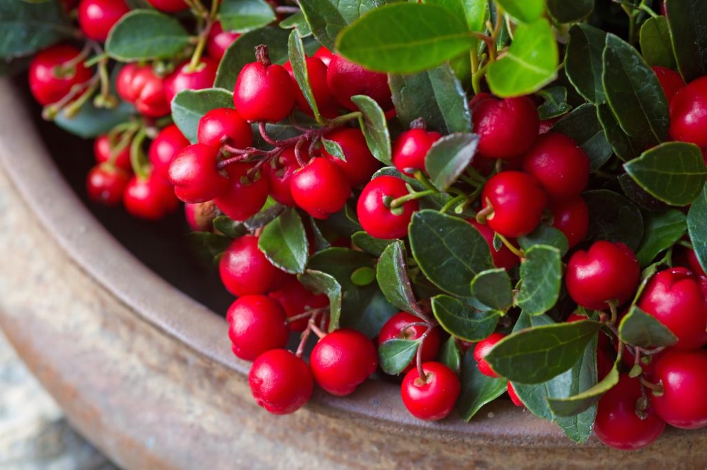 Gaultheria