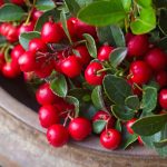 Gaultheria