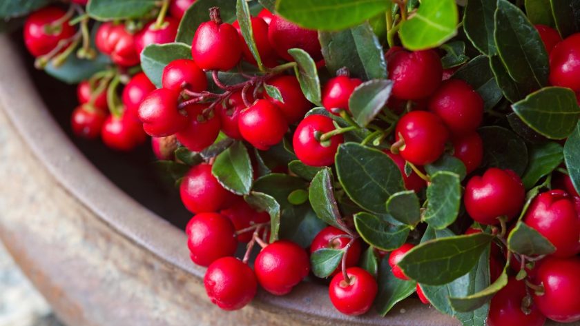 Gaultheria