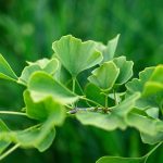 Ginkgo Biloba