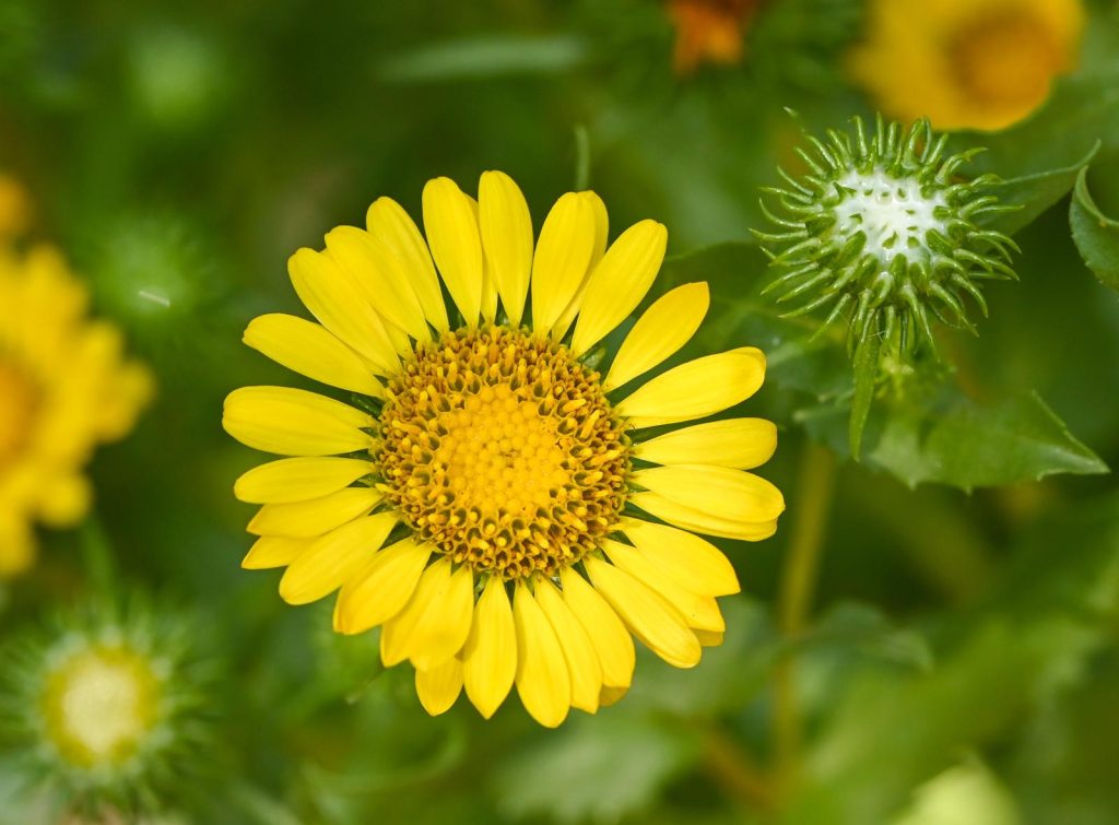 Grindelia