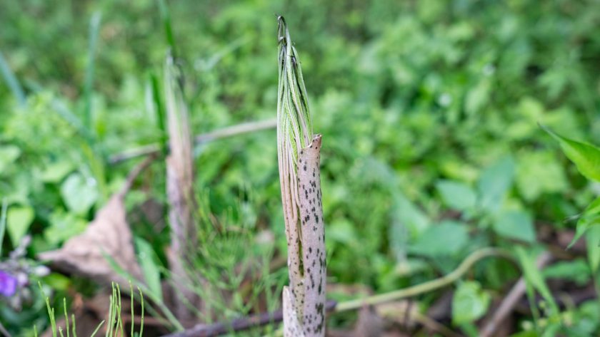 Konjac