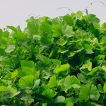 Kudzu