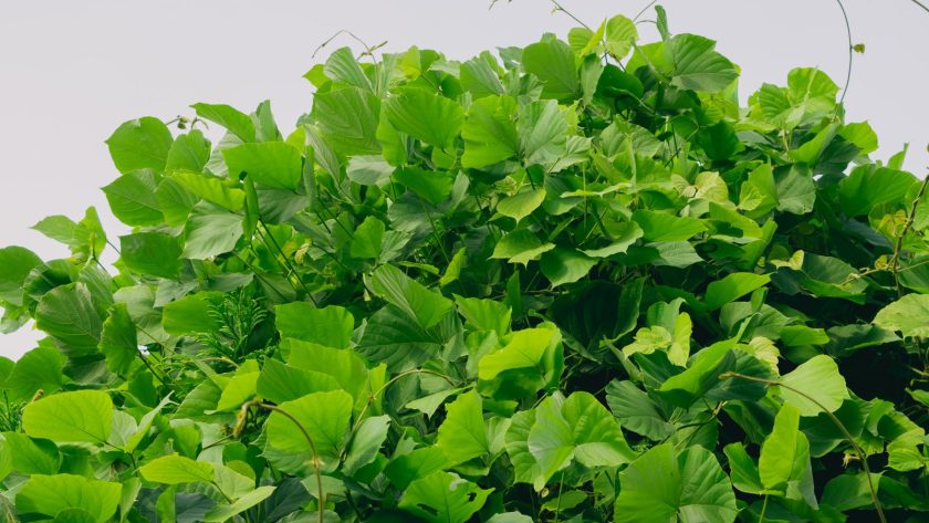 Kudzu