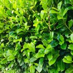 Lauroceraso