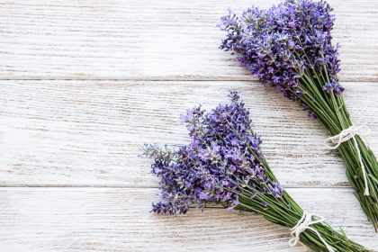 Lavanda
