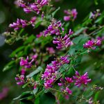 Lespedeza