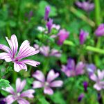 Malva