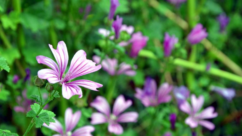 Malva
