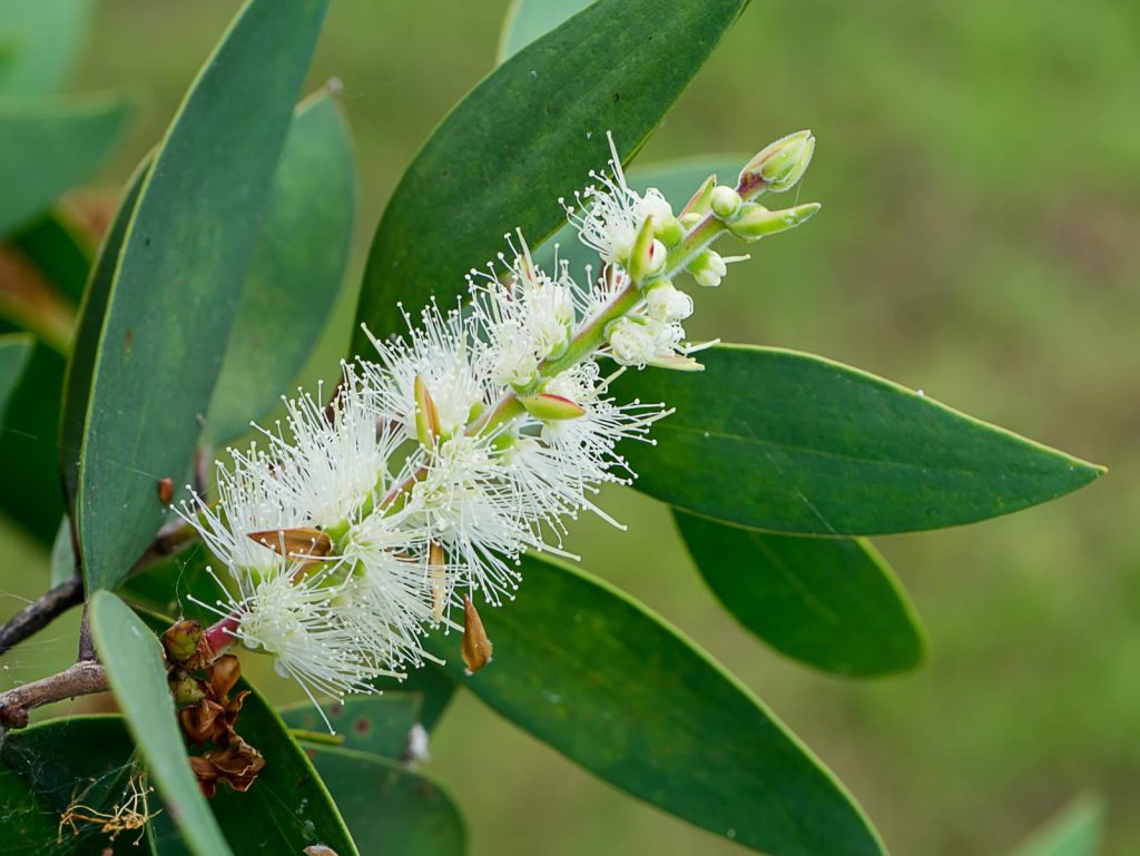 Melaleuca