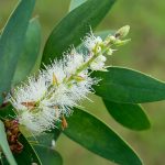 Melaleuca