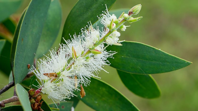 Melaleuca