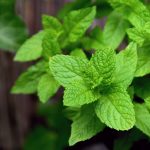 Menta Piperita