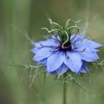 Nigella