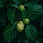 Noni