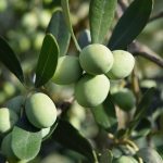Olivo
